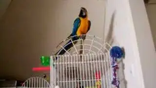 jack the macaw part3