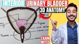 interior of urinary bladder anatomy | trigone of urinary bladder | urinary bladder interior anatomy