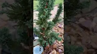 +53 спасает только надежда… #дача #сад #landscape #garden #цветы #юмор #лето #gardening