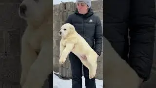 Щенки среднеазиатской овчарки алабаи питомник Таёжный Талисман 