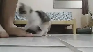 Brincando com Jasmim🐾🌸❤