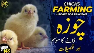 chicks farming in pakistan | Poultry farming in pakistan | PAK FARM | layer chicks | layer hens