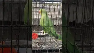 Parrot natural sounds | Talking Parrot | Parrot Video | Parrot Speaking | #short #shorts