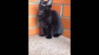 Эль Гато 2 месяца