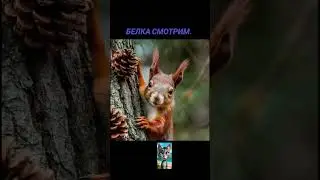БЕЛКА,СМОТРИМ 