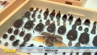 MyLocalBuzzTV-BioQuip-Entomology
