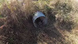 Raccoon check 2!