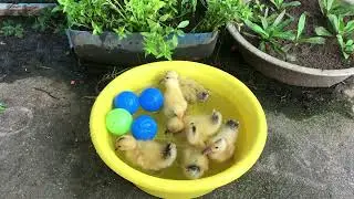 Cute cute baby ducks feeding and swimming