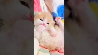 cute cute kitten 😻🌺🐾