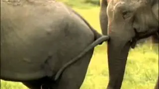 La vie privée des animaux   YouTube