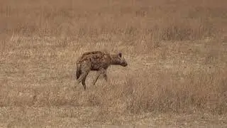 hyenas on the prowl