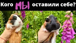 Мои морские свинки и их детки. Наша новая морская свинка.