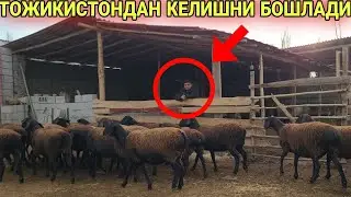 ТОЖИКИСТОН БОГОЗ СОВЛИКЛАРИ КЕЛДИ ЯНГИ ПАРТИЯ ☎️+998916696606☎️