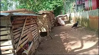 RUTINITAS DI PAGI HARI, KASIH PAKAN AYAM | TERNAK AYAM KAMPUNG