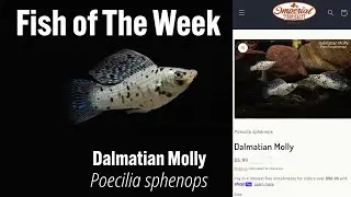 Dalmatian Molly Poecilia sphenops #imperialtropicals #fish #Dalmatianmolly