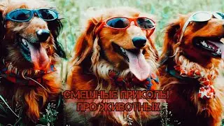 смешные приколы про животных #1🤣😂