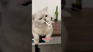 Funny Cat Smokes #cat #anim #animalfight #animal meme #funnyvideo  #facts