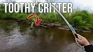 That Time I Caught a Yellow-Eyed SNOT ROCKET! (Tenkara)