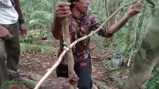 terkunci lagi poin jantan,#jeratbabi