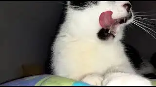 ХОРОШО БЫТЬ КОТОМ!!!