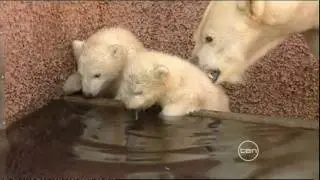 Baby polar bears, a mouthful for the mama bear - very cute