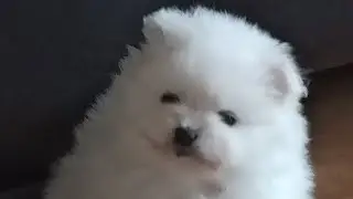 Оптически Белый щенок Шпица