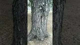 Одни ушки от белки торчат