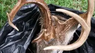Unicorn Buck Pics