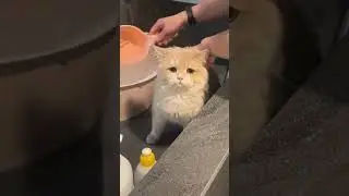 kucing di mandikan