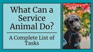 What Can a Service Animal Do? // A Complete List of Tasks