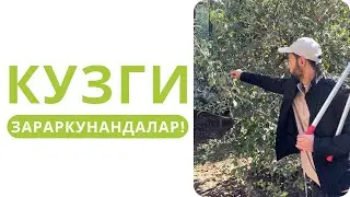 МАВСУМ ОХИРИДА ҲАМ ИШЛОВ БЕРИШ ШАРТ БЎЛГАН ЗАРАРКУНАНДА!