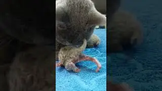 ДВЕ НОЖКИ! 