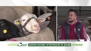 KÜÇÜKBAŞ SAATİ | DORPER KOYUN YETİŞTİRİCİLİĞİ VE BAKIMI / İNEGÖL-BURSA