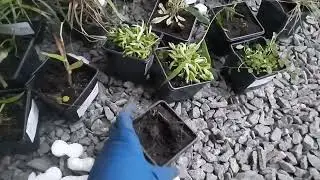 Обзор 2-й посылки с растениями из питомника "GardenPlants" (2 часть)