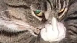 Не издеваетесь над кошками!   АНИТО ПОЖЕЛЕЕТЕ! (≡^∇^≡)