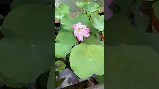 #beautiful