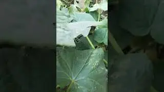 Кот вор! огурцы поедает.