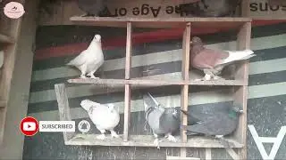 Roller Pigeons at AJ Kortezen...Update