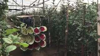 Эквадорская теплица с розами