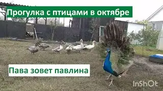 Прогулка с птицами в октябре. Пава кричит.