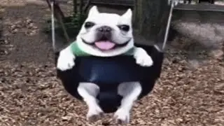 Dog on a swing | Dog on swing meme / собака на качелях мем