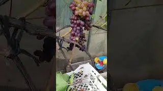 Виноград Кишмиш Запорожский, сбор урожая 6 сентября