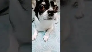 Гроза котів#pug #shortsvideo #shortvideo #shorts #short