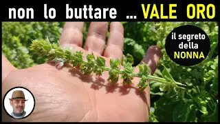 The only way to preserve dried basil...grandma's secret