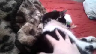 Варя (моя кошка)