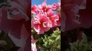 КРАСИВЫЕ  ЦВЕТЫ !!!