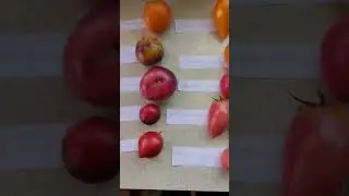 урожай на 1 августа и томаты на семена