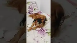Я порву тебя 😀 Любимое занятие Сонечки 😀