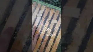 зимовка бакфаст 