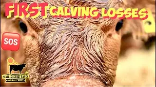 🆘 First CALVING losses on the Cattle Ranch & Feed Analysis of our pressed ALFALFA Pellets